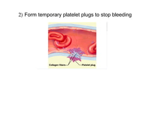 2) Form temporary platelet plugs to stop bleeding
 