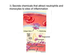 3) Secrete chemicals that attract neutrophils and 
monocytes to sites of inflammation
 