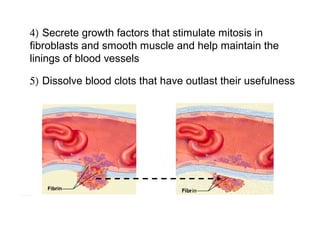 5) Dissolve blood clots that have outlast their usefulness
4) Secrete growth factors that stimulate mitosis in 
fibroblasts and smooth muscle and help maintain the 
linings of blood vessels
 