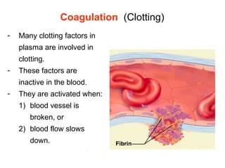 Coagulation (Clotting)
- Many clotting factors in 
plasma are involved in 
clotting.
- These factors are 
inactive in the blood. 
- They are activated when:
1) blood vessel is 
broken, or
2) blood flow slows 
down. 
 