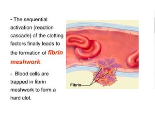 - The sequential 
activation (reaction 
cascade) of the clotting 
factors finally leads to 
the formation of fibrin
meshwork.
-  Blood cells are 
trapped in fibrin 
meshwork to form a 
hard clot.  
 