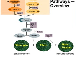 Fibrinogen Fibrin Fibrin
Polymer
soluble monomer Insoluble filaments
 
