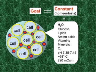 cell
cell
cell
cell
cell
cell
cell
Goal
Constant
(homeostasis)
H2O
Glucose
Lipids
Amino acids
Vitamins
Minerals
O2
pH 7.35-7.45
~38° C
290 mOsm
 
