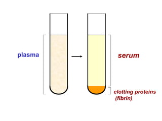 plasma serum
clotting proteins
(fibrin)
 