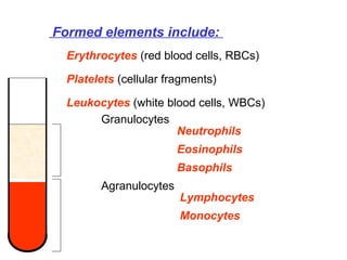  Formed elements include:
Erythrocytes (red blood cells, RBCs)
Platelets (cellular fragments)
Leukocytes (white blood cells, WBCs)
Granulocytes
Agranulocytes
Neutrophils
Eosinophils
Basophils
Lymphocytes
Monocytes
 