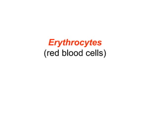 Erythrocytes
(red blood cells)
 
