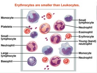 Erythrocytes are smaller than Leukocytes.
 