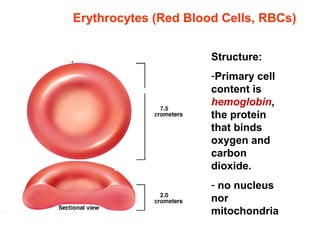 Erythrocytes (Red Blood Cells, RBCs)
Structure:
-Primary cell
content is
hemoglobin,
the protein
that binds
oxygen and
carbon
dioxide.
- no nucleus
nor
mitochondria
 