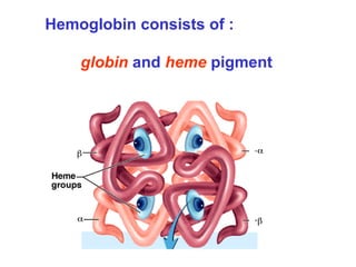 Hemoglobin consists of :
globin and heme pigment
 