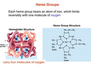 Heme Group Structure
Heme Groups
carry four molecules of oxygen
Each heme group bears an atom of iron, which binds 
reversibly with one molecule of oxygen
 