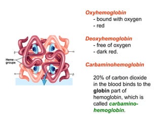 Oxyhemoglobin 
- bound with oxygen 
- red  
Deoxyhemoglobin 
- free of oxygen 
- dark red. 
Carbaminohemoglobin 
20% of carbon dioxide 
in the blood binds to the 
globin part of 
hemoglobin, which is 
called carbamino-
hemoglobin.
 