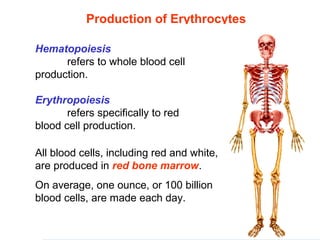 Production of Erythrocytes
Hematopoiesis 
refers to whole blood cell 
production.
Erythropoiesis 
refers specifically to red 
blood cell production.
All blood cells, including red and white, 
are produced in red bone marrow.
On average, one ounce, or 100 billion 
blood cells, are made each day.
 