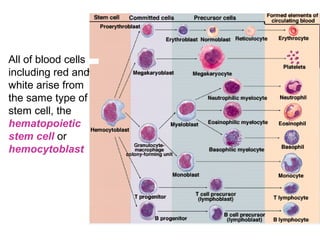 All of blood cells 
including red and 
white arise from 
the same type of 
stem cell, the 
hematopoietic
stem cell or 
hemocytoblast
 