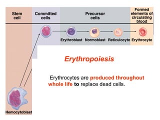 Erythropoiesis
 Erythrocytes are produced throughout
whole life to replace dead cells.
 