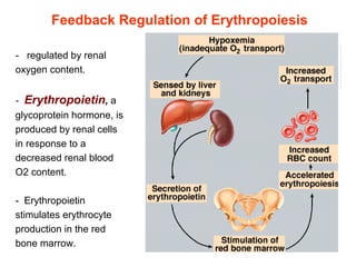 -   regulated by renal 
oxygen content.
- Erythropoietin, a 
glycoprotein hormone, is 
produced by renal cells 
in response to a 
decreased renal blood 
O2 content.
-  Erythropoietin 
stimulates erythrocyte 
production in the red 
bone marrow.
 
Feedback Regulation of Erythropoiesis
 