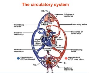 The circulatory system
 