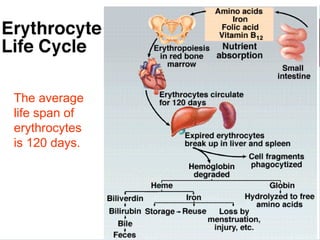 The average 
life span of 
erythrocytes 
is 120 days.
 