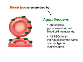 Blood type is determined by
Agglutinogens
•  are specific 
glycoproteins on red 
blood cell membranes.
•  All RBCs in an 
individual carry the same 
specific type of 
agglutinogens.
 