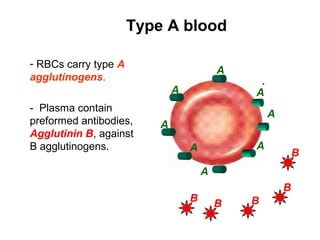 A
 
- RBCs carry type A
agglutinogens.
-  Plasma contain 
preformed antibodies,
Agglutinin B, against 
B agglutinogens.
 
B
B
BB
B
Type A blood
A
A A
A
A
A A
 