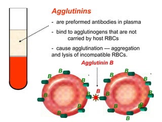 Agglutinins
-  are preformed antibodies in plasma
-  bind to agglutinogens that are not 
carried by host RBCs
-  cause agglutination --- aggregation 
and lysis of incompatible RBCs.
B
B
B
BB
B
B
B
B
B
B
B
B
B B
B
B
Agglutinin B
 