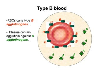 -RBCs carry type B
agglutinogens.
-  Plasma contain 
agglutinin against A
agglutinogens.
 
Type B blood
A
A
A
AAA
B
B
B
B
BB
B B
B
 