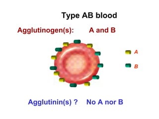 Type AB blood
Agglutinogen(s): A and B
No A nor B
B
A
Agglutinin(s) ?
 