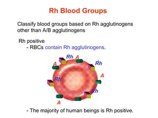Rh positive
- RBCs contain Rh agglutinogens.
Rh Blood Groups
Classify blood groups based on Rh agglutinogens 
other than A/B agglutinogens
A
A
A
Rh
A
Rh
Rh
Rh
- The majority of human beings is Rh positive.
 