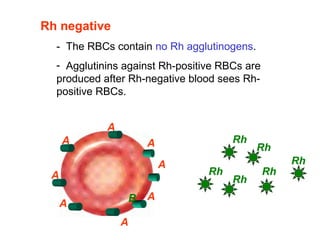 A
A A
A
B
A
A
A
A
Rh negative
-  The RBCs contain no Rh agglutinogens.
-  Agglutinins against Rh-positive RBCs are 
produced after Rh-negative blood sees Rh-
positive RBCs.
Rh
Rh Rh
Rh
Rh
Rh
 