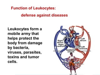 Function of Leukocytes:
defense against diseases
Leukocytes form a
mobile army that
helps protect the
body from damage
by bacteria,
viruses, parasites,
toxins and tumor
cells.
 
