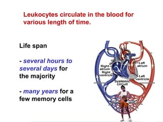 Life span
- several hours to
several days for
the majority
- many years for a
few memory cells
Leukocytes circulate in the blood for
various length of time.
 