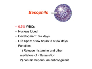  
Basophils
-  0.5% WBCs
-  Nucleus lobed
-  Development: 3-7 days
-  Life Span: a few hours to a few days
-  Function:
1) Release histamine and other 
mediators of inflammation
2) contain heparin, an anticoagulant
 