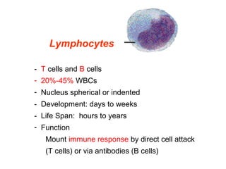 Lymphocytes
-  T cells and B cells
-  20%-45% WBCs
- Nucleus spherical or indented
-  Development: days to weeks
-  Life Span:  hours to years
-  Function
Mount immune response by direct cell attack 
(T cells) or via antibodies (B cells)
 