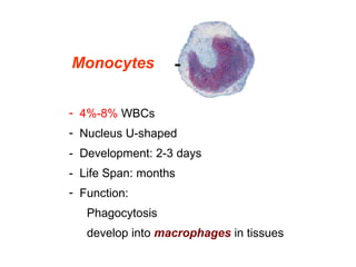 Monocytes
-  4%-8% WBCs
-  Nucleus U-shaped
-  Development: 2-3 days
-  Life Span: months
-  Function:
Phagocytosis
develop into macrophages in tissues
 