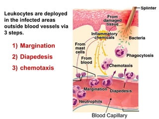 Blood Capillary
Leukocytes are deployed
in the infected areas
outside blood vessels via
3 steps.
1) Margination
2) Diapedesis
3) chemotaxis
 