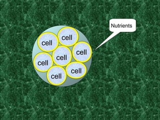 cell
cell
cell
cell
cell
cell
cell
Nutrients
 