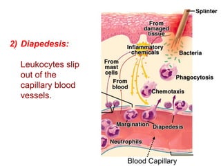 Blood Capillary
2) Diapedesis:
  Leukocytes slip 
out of the 
capillary blood 
vessels. 
 