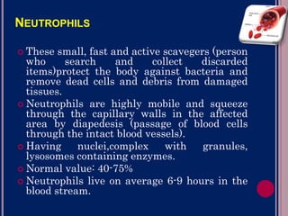 NEUTROPHILS:
 These small, fast and active scavegers (person
who search and collect discarded
items)protect the body against bacteria and
remove dead cells and debris from damaged
tissues.
 Neutrophils are highly mobile and squeeze
through the capillary walls in the affected
area by diapedesis (passage of blood cells
through the intact blood vessels).
 Having nuclei,complex with granules,
lysosomes containing enzymes.
 Normal value: 40-75%
 Neutrophils live on average 6-9 hours in the
blood stream.
 