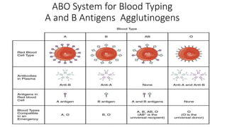 ABO System for Blood Typing
A and B Antigens Agglutinogens
 