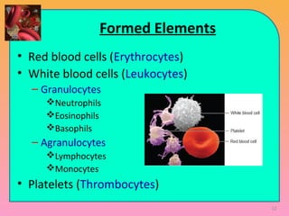 Formed Elements
• Red blood cells (Erythrocytes)
• White blood cells (Leukocytes)
– Granulocytes
Neutrophils
Eosinophils
Basophils
– Agranulocytes
Lymphocytes
Monocytes
• Platelets (Thrombocytes)
12
 