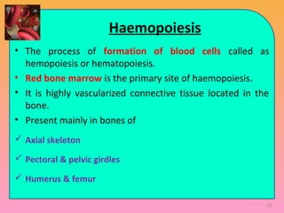 Haemopoiesis
• The process of formation of blood cells called as
hemopoiesis or hematopoiesis.
• Red bone marrow is the primary site of haemopoiesis.
• It is highly vascularized connective tissue located in the
bone.
• Present mainly in bones of
 Axial skeleton
 Pectoral & pelvic girdles
 Humerus & femur
13
 