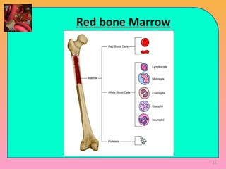 Red bone Marrow
14
 