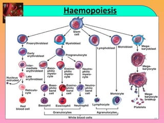 Haemopoiesis
15
 