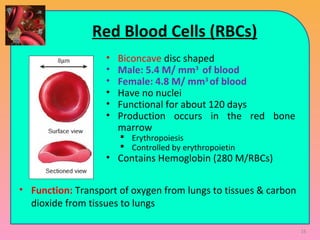 Red Blood Cells (RBCs)
• Biconcave disc shaped
• Male: 5.4 M/ mm3
of blood
• Female: 4.8 M/ mm3
of blood
• Have no nuclei
• Functional for about 120 days
• Production occurs in the red bone
marrow
 Erythropoiesis
 Controlled by erythropoietin
• Contains Hemoglobin (280 M/RBCs)
• Function: Transport of oxygen from lungs to tissues & carbon
dioxide from tissues to lungs
16
 