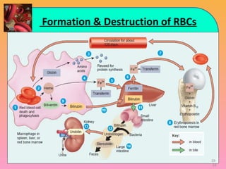 Formation & Destruction of RBCs
19-
19
 