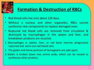 Formation & Destruction of RBCs
• Red blood cells live only about 120 days.
• Without a nucleus and other organelles, RBCs cannot
synthesize new components to replace damaged ones.
• Ruptured red blood cells are removed from circulation &
destroyed by macrophages in the spleen and liver, and
breakdown products are recycled.
1 Macrophages in spleen, liver, or red bone marrow phagocytize
ruptured and worn-out red blood cells.
2 The globin and heme portions of hemoglobin are split apart.
3 Globin is broken down into amino acids, which can be reused to
synthesize other proteins.
19-
20
 
