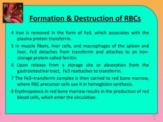 Formation & Destruction of RBCs
4 Iron is removed in the form of Fe3, which associates with the
plasma protein transferrin.
5 In muscle fibers, liver cells, and macrophages of the spleen and
liver, Fe3 detaches from transferrin and attaches to an iron-
storage protein called ferritin.
6 Upon release from a storage site or absorption from the
gastrointestinal tract, Fe3 reattaches to transferrin.
7 The Fe3–transferrin complex is then carried to red bone marrow,
where RBC precursor cells use it in hemoglobin synthesis.
8 Erythropoiesis in red bone marrow results in the production of red
blood cells, which enter the circulation.
19-
21
 