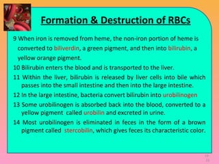 Formation & Destruction of RBCs
9 When iron is removed from heme, the non-iron portion of heme is
converted to biliverdin, a green pigment, and then into bilirubin, a
yellow orange pigment.
10 Bilirubin enters the blood and is transported to the liver.
11 Within the liver, bilirubin is released by liver cells into bile which
passes into the small intestine and then into the large intestine.
12 In the large intestine, bacteria convert bilirubin into urobilinogen
13 Some urobilinogen is absorbed back into the blood, converted to a
yellow pigment called urobilin and excreted in urine.
14 Most urobilinogen is eliminated in feces in the form of a brown
pigment called stercobilin, which gives feces its characteristic color.
19-
22
 
