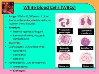 White blood Cells (WBCs)
• Range: 5000 – 10,000/mm3
of blood
• Produced by leukopoiesis in red bone
marrow, Contain nuclei
• Functions
– Defense against pathogens
– Removal of toxins, wastes &
damaged cells
• Two types
• Granulocytes: 75% of total WBC
– Neutrophils
– Eosinophils
– Basophils
• Agranulocytes: 25% of total WBC
– Lymphocytes
– Monocytes
Eosinophilic
granulocyte
Neutrophilic
granulocyte
Basophilic
granulocyte
Lymphocyte
Monocyte Monocyte
29
 