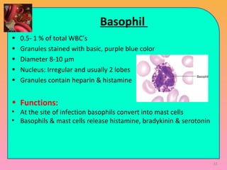 Basophil
• 0.5- 1 % of total WBC’s
• Granules stained with basic, purple blue color
• Diameter 8-10 μm
• Nucleus: Irregular and usually 2 lobes
• Granules contain heparin & histamine
• Functions:
• At the site of infection basophils convert into mast cells
• Basophils & mast cells release histamine, bradykinin & serotonin
33
 