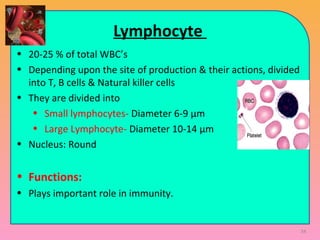 Lymphocyte
• 20-25 % of total WBC’s
• Depending upon the site of production & their actions, divided
into T, B cells & Natural killer cells
• They are divided into
• Small lymphocytes- Diameter 6-9 μm
• Large Lymphocyte- Diameter 10-14 μm
• Nucleus: Round
• Functions:
• Plays important role in immunity.
34
 